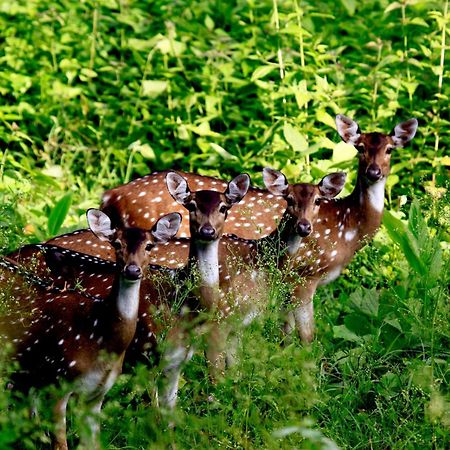Vayal Veedu - Luxury Farm Villas By The Woods Muthanga Bagian luar foto